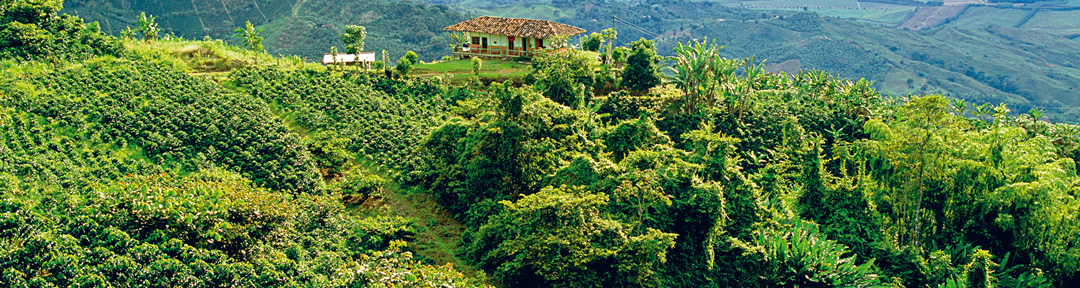 Colombia Coffee Region